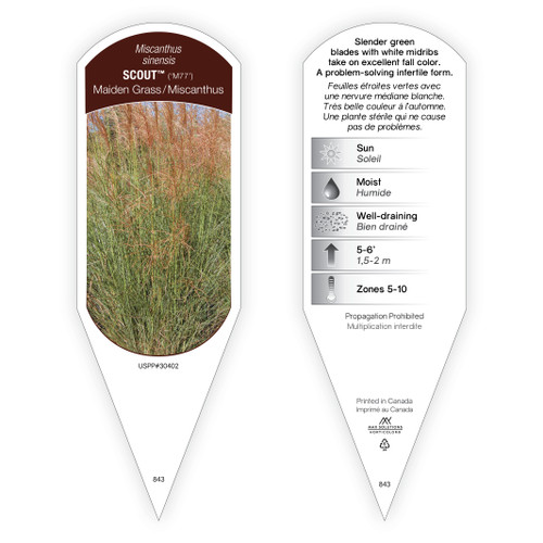 Miscanthus Tag Miscanthus sinensis Scout PP30402 1 Tag