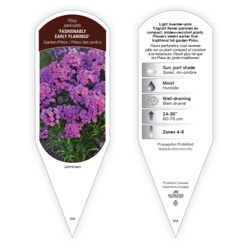 Phlox Tag Phlox paniculata 'Fashionably Early Flamingo' PP29911 1 Tag