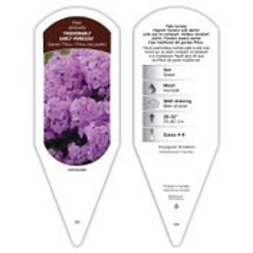 Phlox Tag Phlox paniculata Fashionably Early Princess PP28680 1 Tag