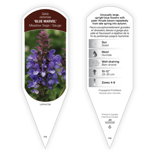 Salvia Tag Salvia nemorosa Blue Marvel PP27018 1 Tag