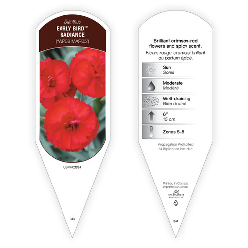 Dianthus Early Bird™ Radiance PP21824 1 Tag