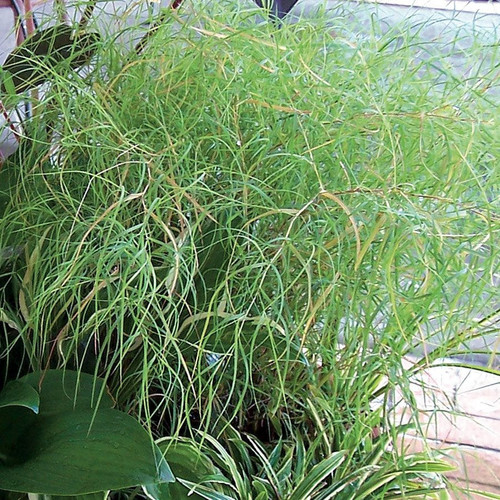 Muhlenbergia dumosa 38 cells