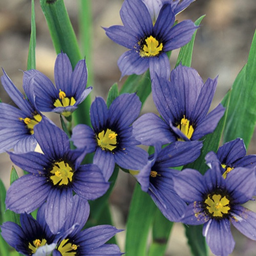 Sisyrinchium idahoense var. macounii Moody Blues (72 cells)