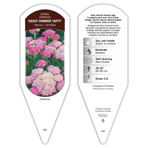 Achillea Tag Achillea millefolium Sassy Summer Taffy PP31755 1 Tag