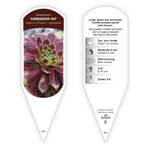 Sempervivum 'Commander Hay' 1 Tag