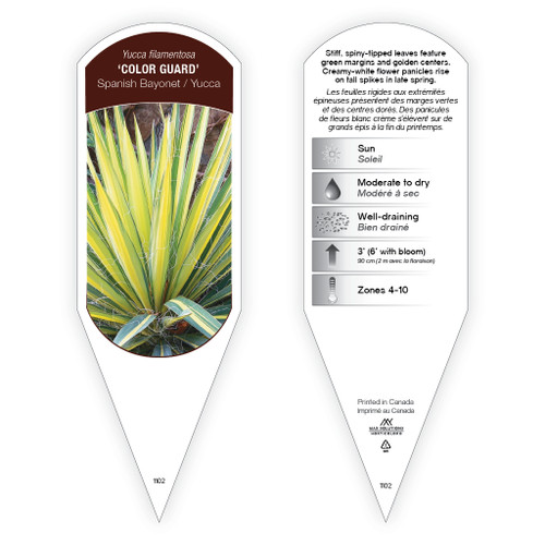 Yucca filamentosa 'Color Guard' 1 Tag Yucca filamentosa 'Color Guard' 1 Tag