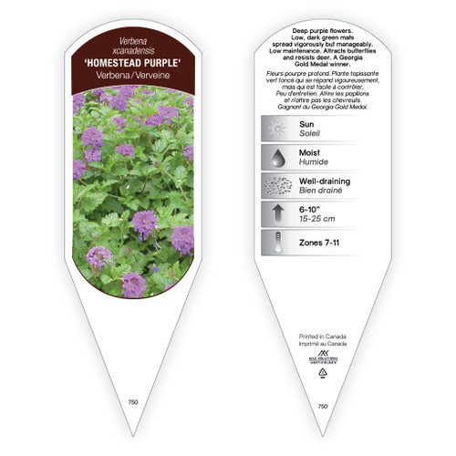 Verbena Homestead Purple liners from Emerald Coast Growers