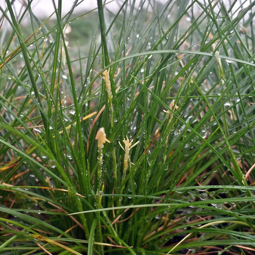 Carex eburnea 72 cells