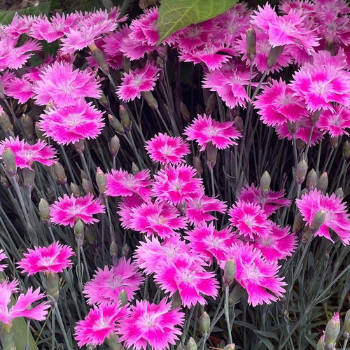 Dianthus EverBloom Strawberry Tart liners from Emerald Coast Growers