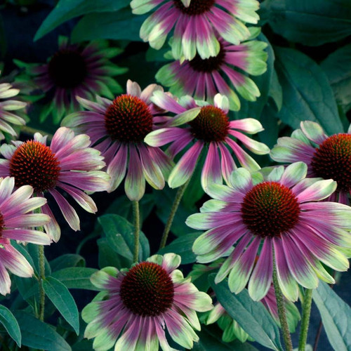 Echinacea Sweet Sandia PP33560 72 cells