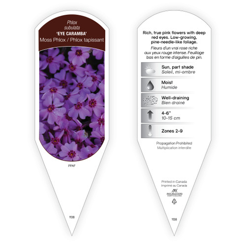 Phlox Tag Phlox subulata Eye Caramba PPAF 1 Tag
