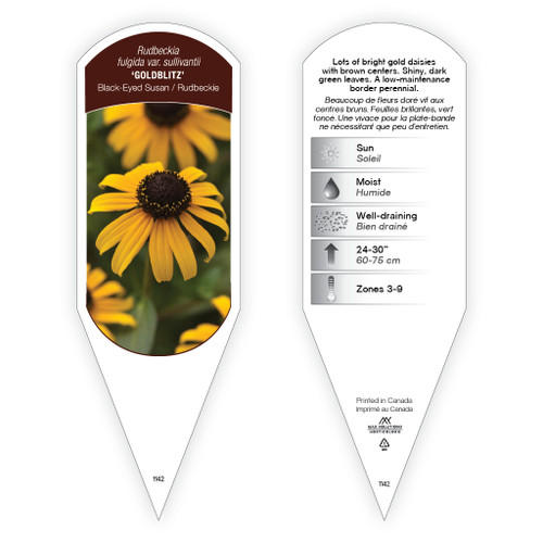 Rudbeckia fulgida var. sullivantii 'Goldblitz' 1 Tag