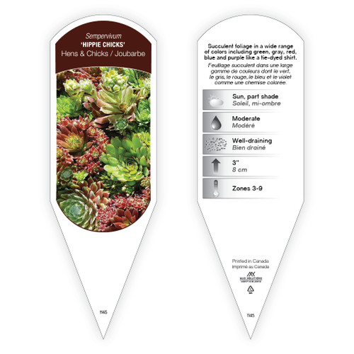 Sempervivum 'Hippie Chicks' 1 Tag