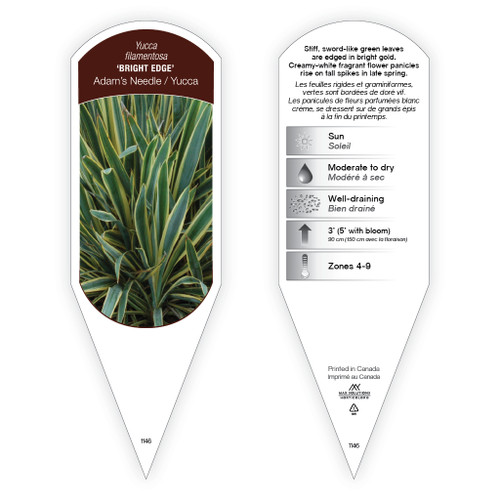 Yucca filamentosa 'Bright Edge' 1 Tag Yucca filamentosa 'Bright Edge' 1 Tag
