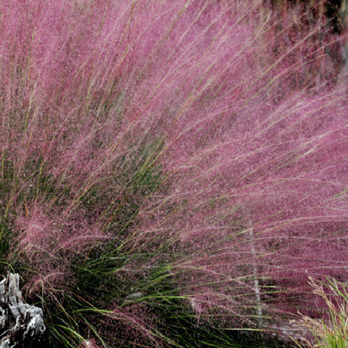 Muhlenbergia capillaris Fast Forward 72 cells