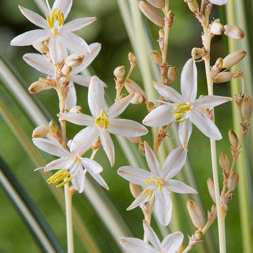 Chlorophytum saundersiae 'Starlight' PP28477 (72 cells) Chlorophytum saundersiae 'Starlight' PP28477 (72 cells)