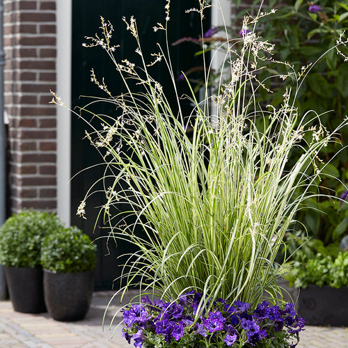 Chlorophytum saundersiae 'Starlight' PP28477 (72 cells)