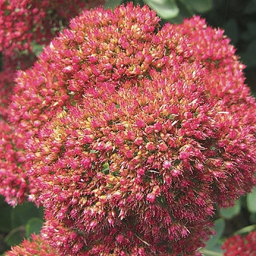 Sedum Autumn Joy liners from Emerald Coast Growers
