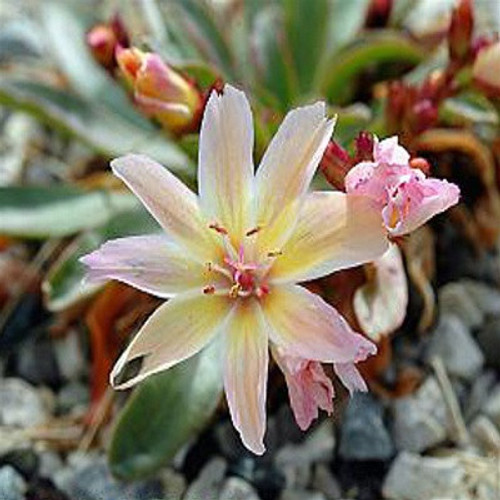 Lewisia xlongipetala Little Peach 72 cells