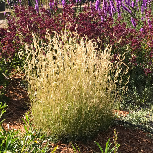Our Plants - Ornamental Grasses - Page 2 - Emerald Coast Growers