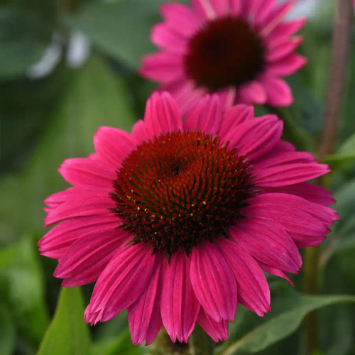 Echinacea Products - Emerald Coast Growers