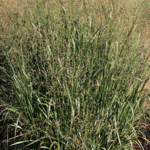 Panicum Products - Emerald Coast Growers