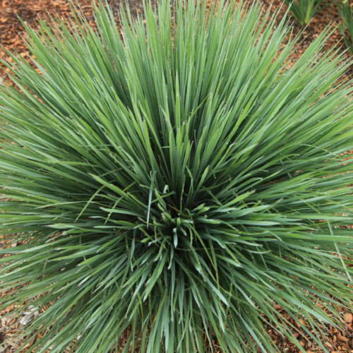 Schizachyrium Products - Emerald Coast Growers