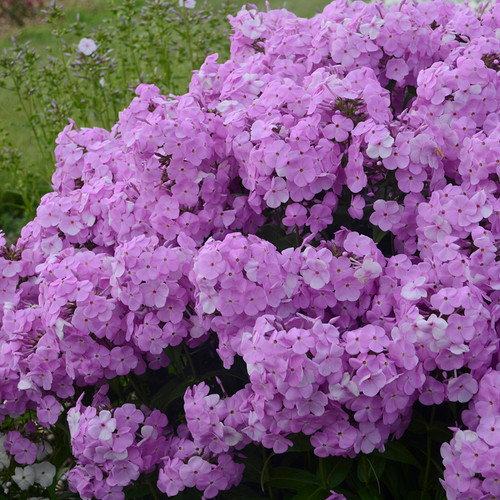 Phlox paniculata Fashionably Early Princess PP28680 72 cells