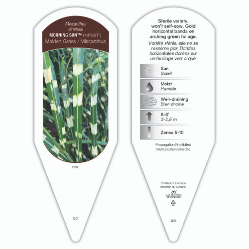 Miscanthus sinensis Morning Sun™ PPAF 1 Tag