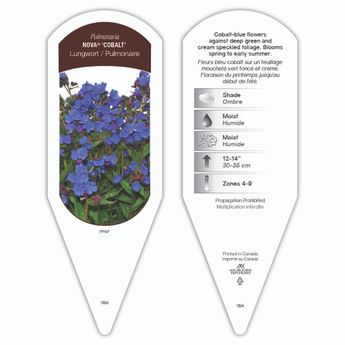 Pulmonaria Nova® 'Cobalt' PPAF 1 Tag
