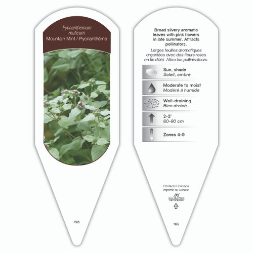 Pycnanthemum muticum 1 Tag Pycnanthemum muticum 1 Tag