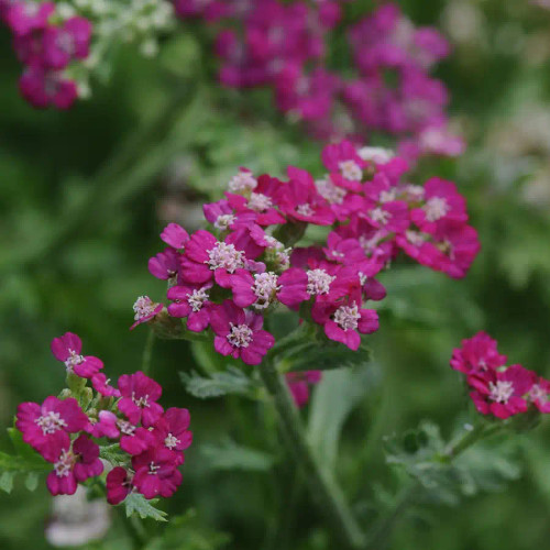 Achillea millefolium New Vintage™ Violet PP25750 (72 cells)
