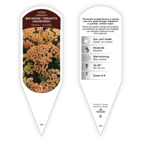 Achillea millefolium New Vintage™ Terracotta 1 Tag
