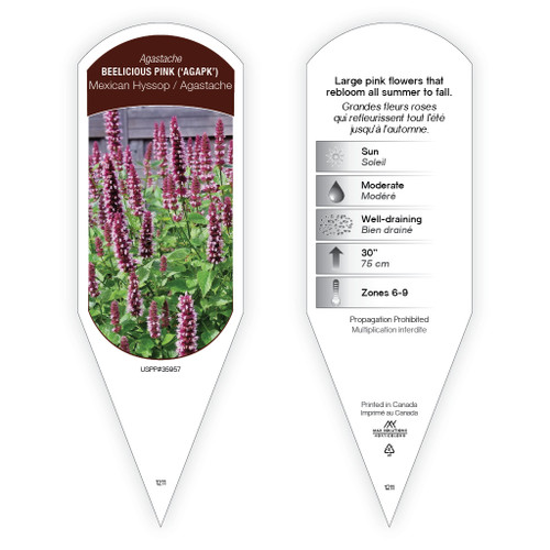 Agastache Beelicious® Pink  1 Tag
