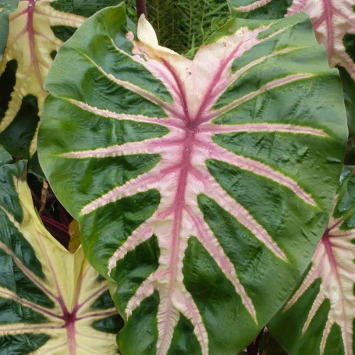 Colocasia esculenta Royal Hawaiian® 'Waikiki'