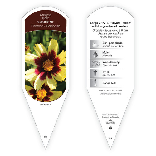 Coreopsis 'Super Star' PP30850 1 Tag