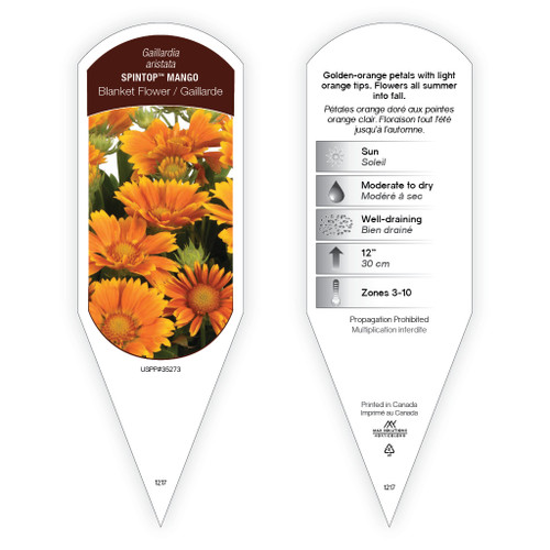 Gaillardia aristata SpinTop™ Mango PP35273 1 Tag