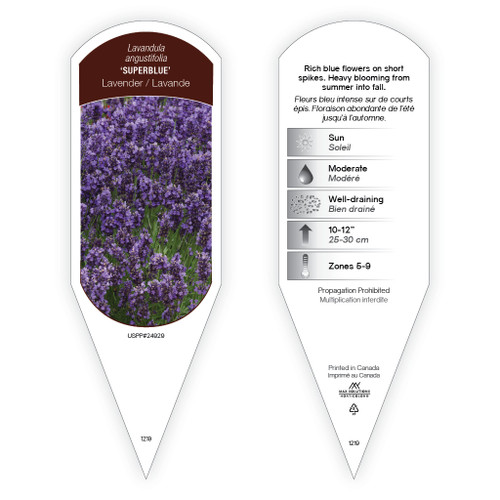 Lavandeページ Lavandula Munstead sturdy plant id tag with description, picture