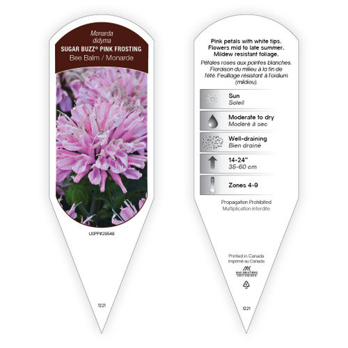 Monarda didyma Sugar Buzz® Pink Frosting PP29548 1 Tag