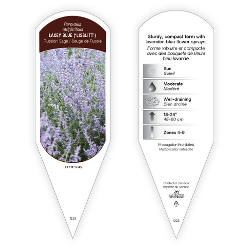 Perovskia atriplicifolia Lacey Blue PP20845 1 Tag