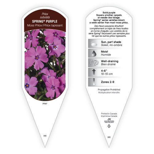Phlox subulata Spring® Purple 1 Tag