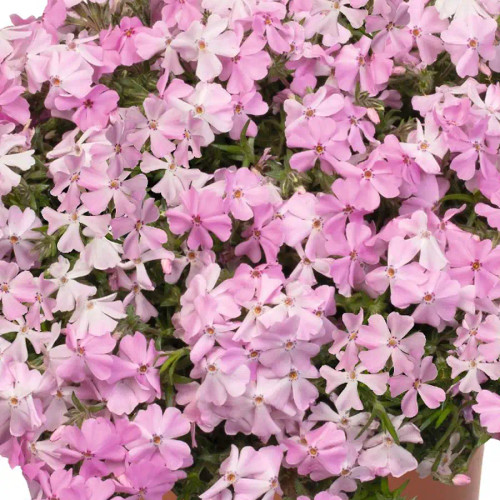 Phlox subulata Spring® Soft Pink PP33678 (72 cells)