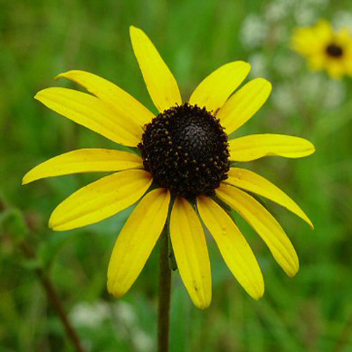 Rudbeckia fulgida var fulgida (72 cells)