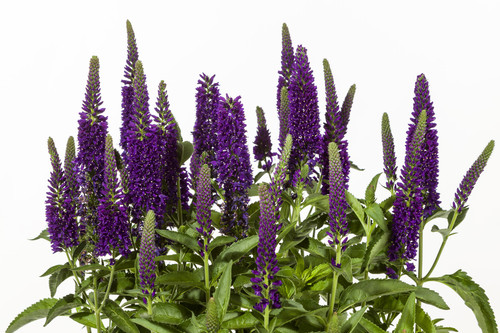Veronica longifolia Vernique® Dark Blue (72 cells)