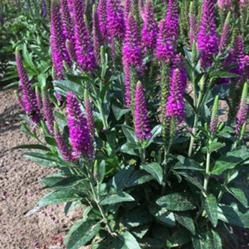 Veronica spicata Purplegum Candles PP33094 (72 cells)