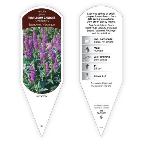 Veronica spicata Purplegum Candles PP33094 1 Tag