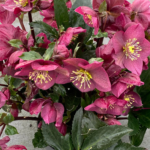 Helleborus Spring Sparkle 'Red' PPAF (50 cells)