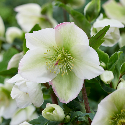 Helleborus Winter Sparkle 'White Blush' PPAF (50 cells)