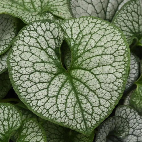 Brunnera macrophylla Frost King PPAF (72 cells)