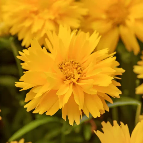 Coreopsis grandiflora 'Double the Sun' (72 cells)